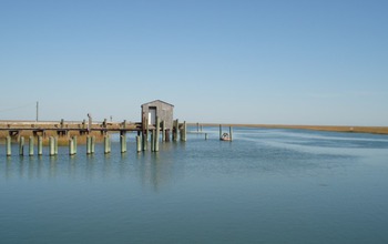 salt marshes on the Eastern Shore of the Delmarva Peninsula.